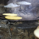 Antonia Chulim Noh’s handmade tortillas on her comal in Kahua, Yucatán. (Photo credit: Venetia Thompson via Civil Eats.)